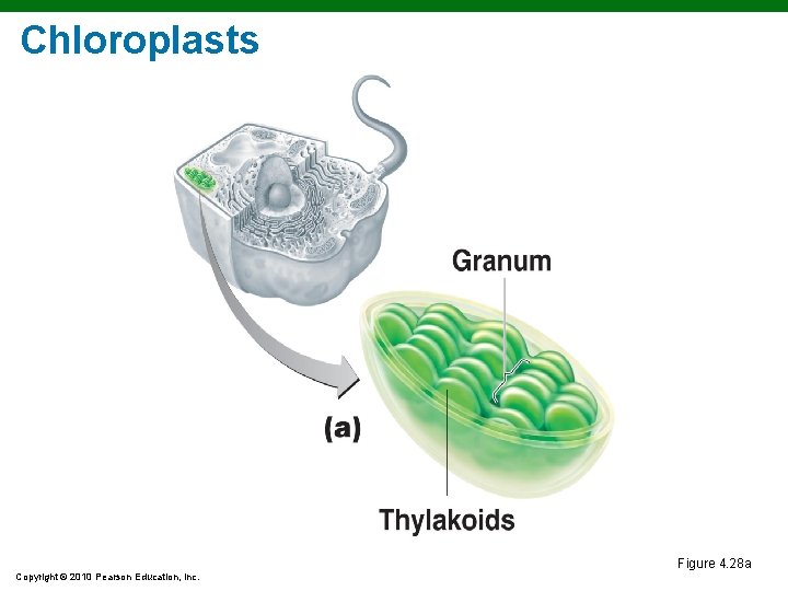 Chloroplasts Figure 4. 28 a Copyright © 2010 Pearson Education, Inc. Chloroplasts Figure 4. 28 a Copyright © 2010 Pearson Education, Inc.