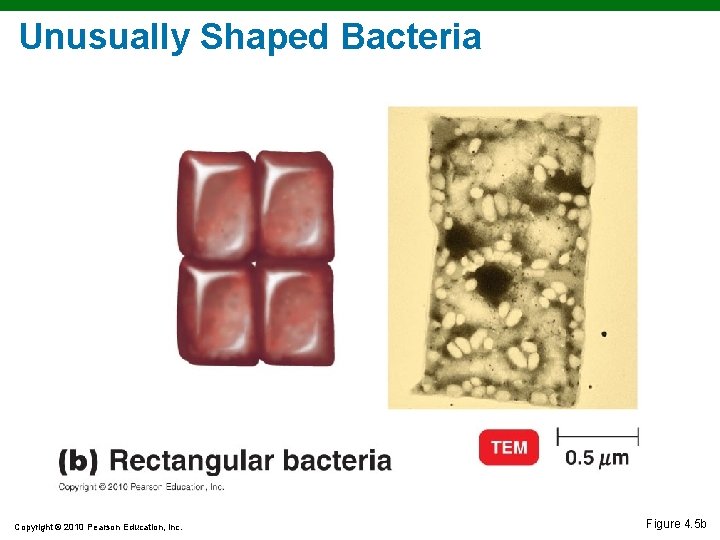 Unusually Shaped Bacteria Copyright © 2010 Pearson Education, Inc. Figure 4. 5 b Unusually Shaped Bacteria Copyright © 2010 Pearson Education, Inc. Figure 4. 5 b