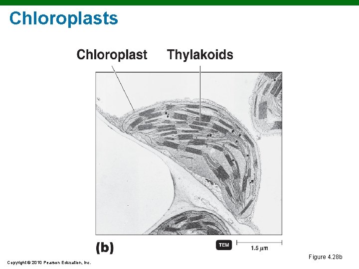 Chloroplasts Figure 4. 28 b Copyright © 2010 Pearson Education, Inc. Chloroplasts Figure 4. 28 b Copyright © 2010 Pearson Education, Inc.