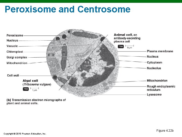 Peroxisome and Centrosome Figure 4. 22 b Copyright © 2010 Pearson Education, Inc. Peroxisome and Centrosome Figure 4. 22 b Copyright © 2010 Pearson Education, Inc.