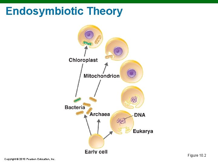 Endosymbiotic Theory Figure 10. 2 Copyright © 2010 Pearson Education, Inc. Endosymbiotic Theory Figure 10. 2 Copyright © 2010 Pearson Education, Inc.