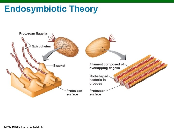 Endosymbiotic Theory Copyright © 2010 Pearson Education, Inc. Endosymbiotic Theory Copyright © 2010 Pearson Education, Inc.