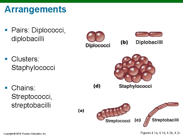 Arrangements § Pairs: Diplococci, diplobacilli § Clusters: Staphylococci § Chains: Streptococci, streptobacilli Copyright © Arrangements § Pairs: Diplococci, diplobacilli § Clusters: Staphylococci § Chains: Streptococci, streptobacilli Copyright ©