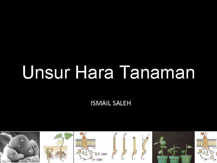 Unsur Hara Tanaman ISMAIL SALEH 