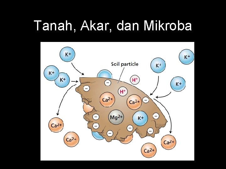 Tanah, Akar, dan Mikroba 