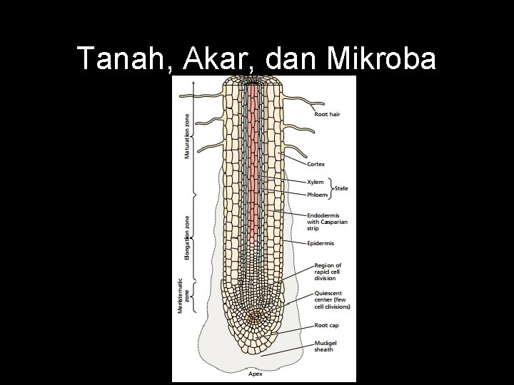 Tanah, Akar, dan Mikroba 