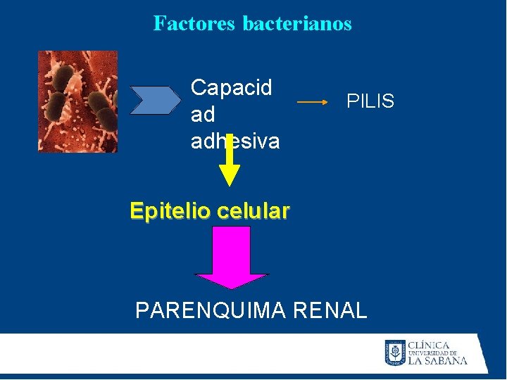 Factores bacterianos Capacid ad adhesiva PILIS Epitelio celular PARENQUIMA RENAL Factores bacterianos Capacid ad adhesiva PILIS Epitelio celular PARENQUIMA RENAL