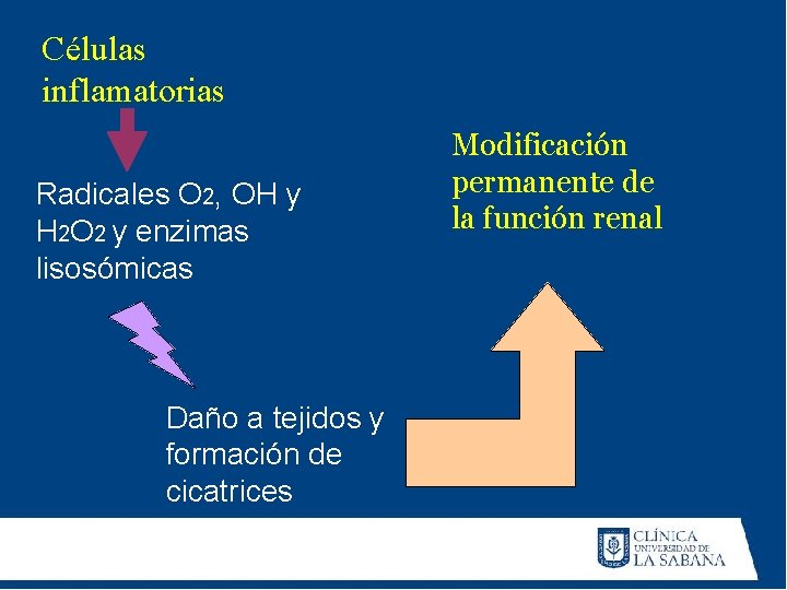 Células inflamatorias Radicales O 2, OH y H 2 O 2 y enzimas lisosómicas Células inflamatorias Radicales O 2, OH y H 2 O 2 y enzimas lisosómicas