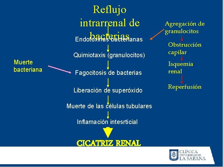 Reflujo intrarrenal de bacterias Endotoxinas bacterianas Muerte bacteriana Agregación de granulocitos Quimiotaxis (granulocitos) Obstrucción Reflujo intrarrenal de bacterias Endotoxinas bacterianas Muerte bacteriana Agregación de granulocitos Quimiotaxis (granulocitos) Obstrucción