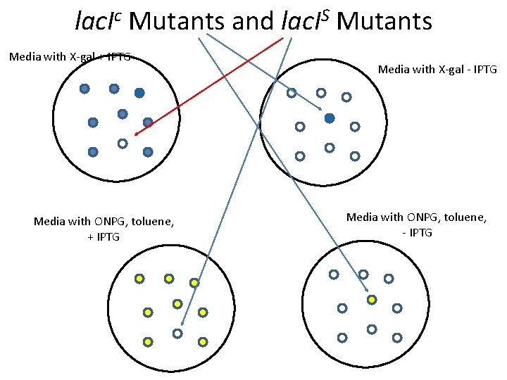 lac. Ic Mutants and lac. IS Mutants Media with X-gal + IPTG Media with