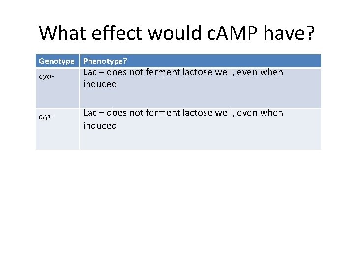 What effect would c. AMP have? Genotype Phenotype? cya- Lac – does not ferment