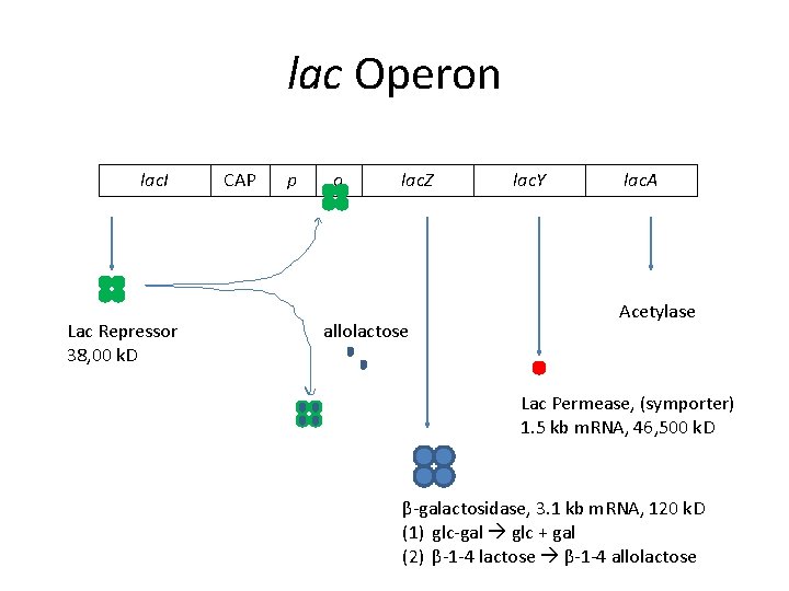 lac Operon lac. I Lac Repressor 38, 00 k. D CAP p o lac.