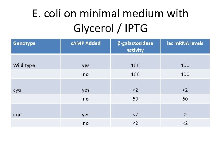 E. coli on minimal medium with Glycerol / IPTG Genotype c. AMP Added β-galactosidase