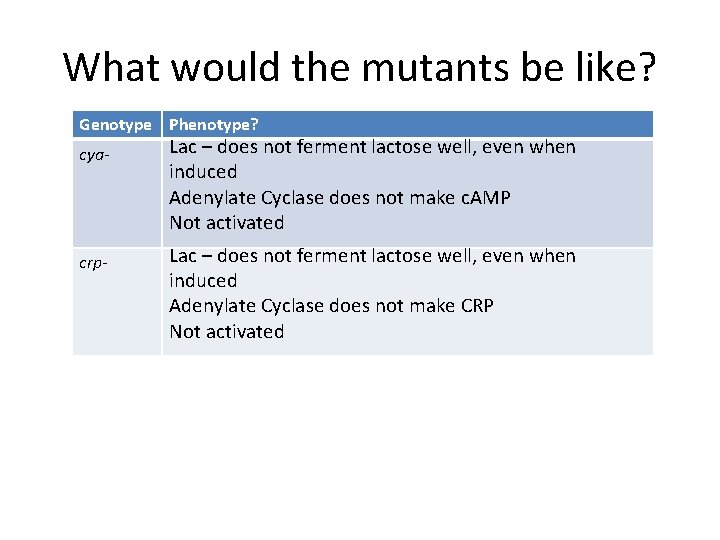 What would the mutants be like? Genotype Phenotype? cya- crp- Lac – does not