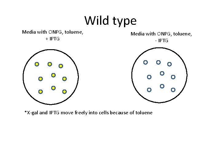 Wild type Media with ONPG, toluene, + IPTG Media with ONPG, toluene, - IPTG