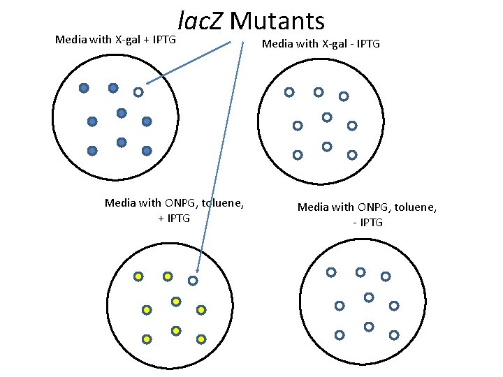 Media with X-gal + IPTG lac. Z Mutants Media with ONPG, toluene, + IPTG