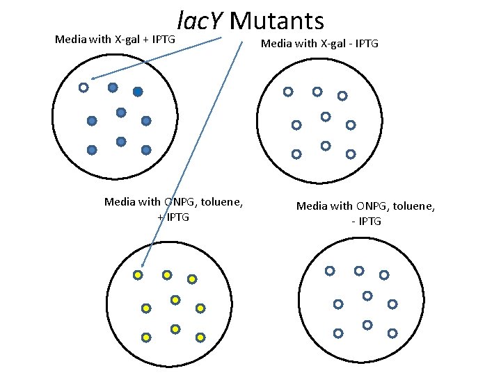 Media with X-gal + IPTG lac. Y Mutants Media with ONPG, toluene, + IPTG