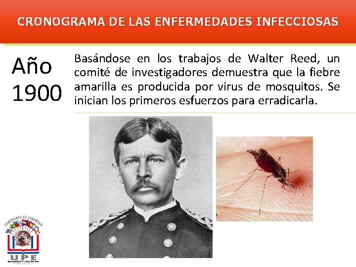 CRONOGRAMA DE LAS ENFERMEDADES INFECCIOSAS Año 1900 Basándose en los trabajos de Walter Reed,