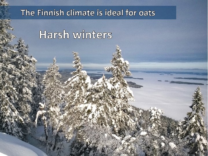The Finnish climate is ideal for oats Harsh winters 