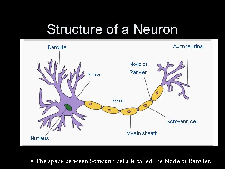 Structure of a Neuron • From the other end of the cell body stems