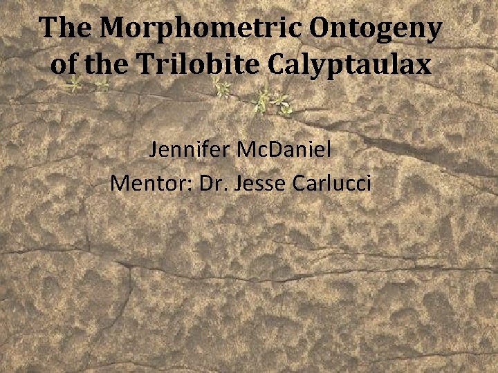 The Morphometric Ontogeny of the Trilobite Calyptaulax Jennifer Mc. Daniel Mentor: Dr. Jesse Carlucci