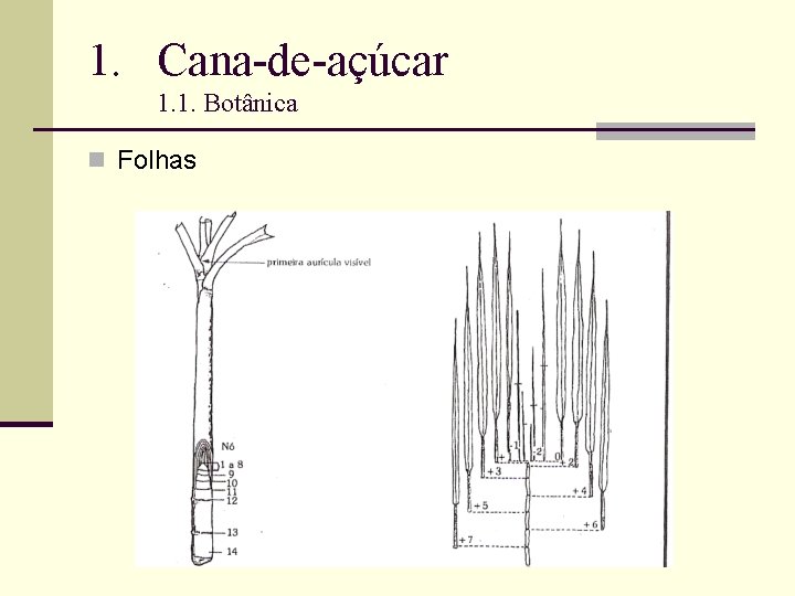 1. Cana-de-açúcar 1. 1. Botânica n Folhas 