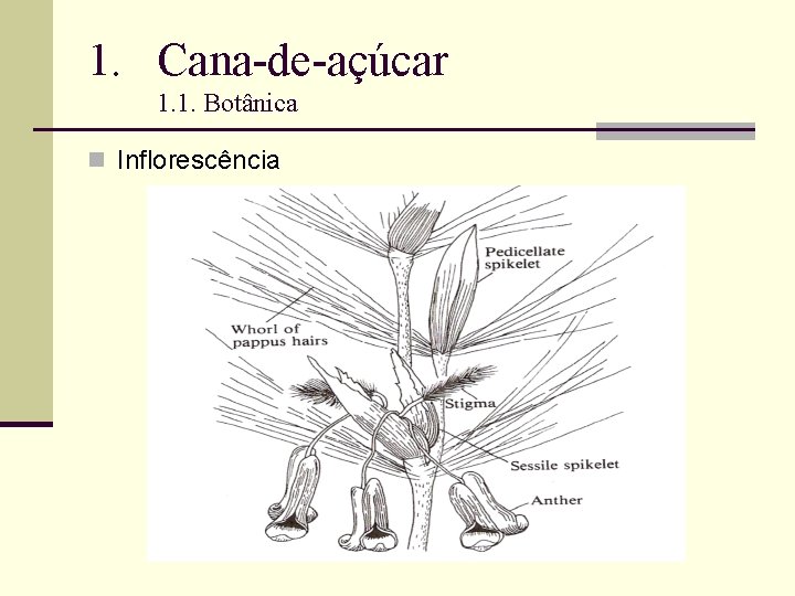 1. Cana-de-açúcar 1. 1. Botânica n Inflorescência 