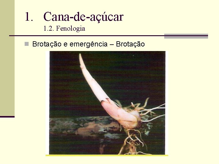 1. Cana-de-açúcar 1. 2. Fenologia n Brotação e emergência – Brotação 