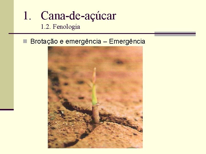 1. Cana-de-açúcar 1. 2. Fenologia n Brotação e emergência – Emergência 