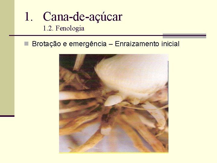 1. Cana-de-açúcar 1. 2. Fenologia n Brotação e emergência – Enraizamento inicial 