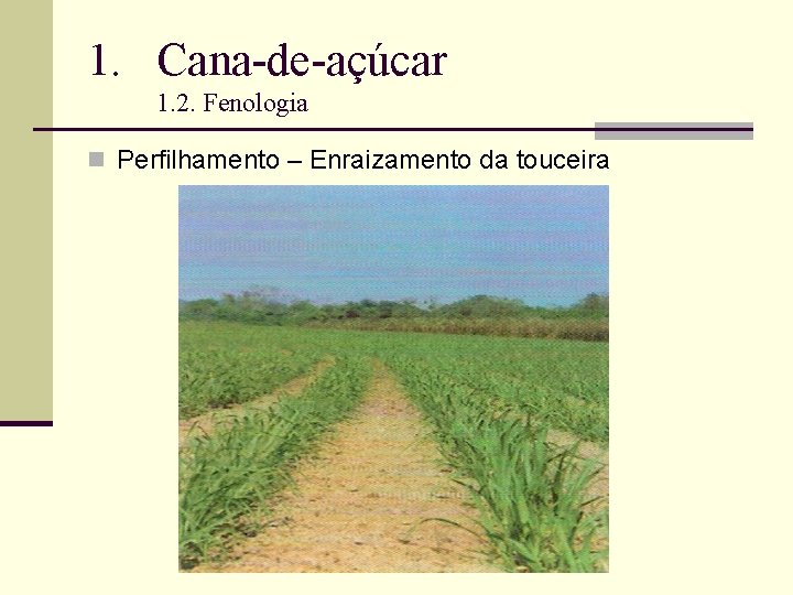 1. Cana-de-açúcar 1. 2. Fenologia n Perfilhamento – Enraizamento da touceira 