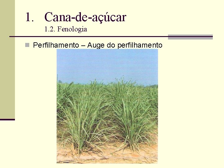 1. Cana-de-açúcar 1. 2. Fenologia n Perfilhamento – Auge do perfilhamento 