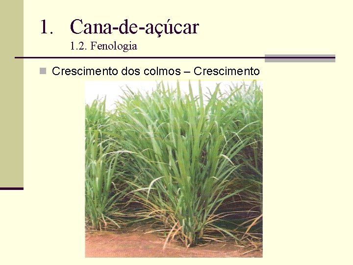 1. Cana-de-açúcar 1. 2. Fenologia n Crescimento dos colmos – Crescimento 