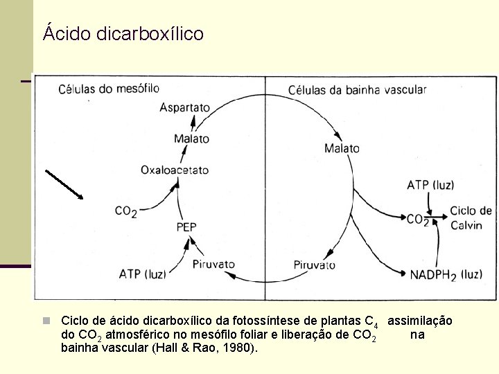 Ácido dicarboxílico n Ciclo de ácido dicarboxílico da fotossíntese de plantas C 4 assimilação
