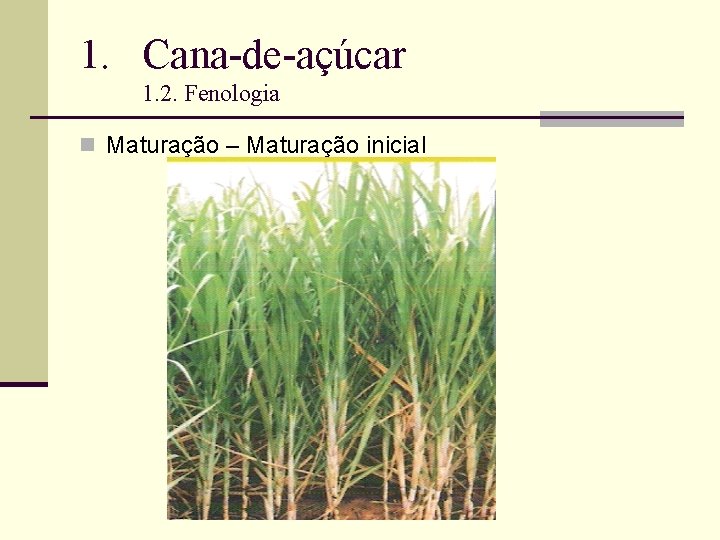 1. Cana-de-açúcar 1. 2. Fenologia n Maturação – Maturação inicial 