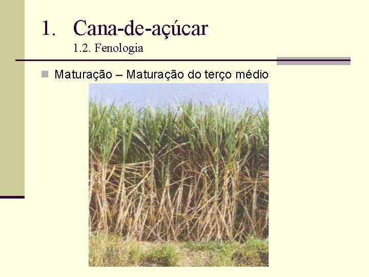 1. Cana-de-açúcar 1. 2. Fenologia n Maturação – Maturação do terço médio 