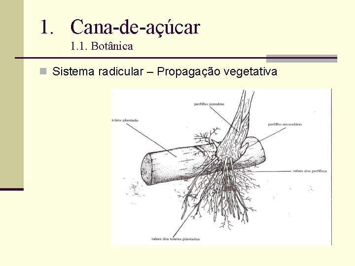 1. Cana-de-açúcar 1. 1. Botânica n Sistema radicular – Propagação vegetativa 