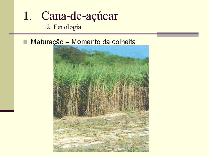 1. Cana-de-açúcar 1. 2. Fenologia n Maturação – Momento da colheita 