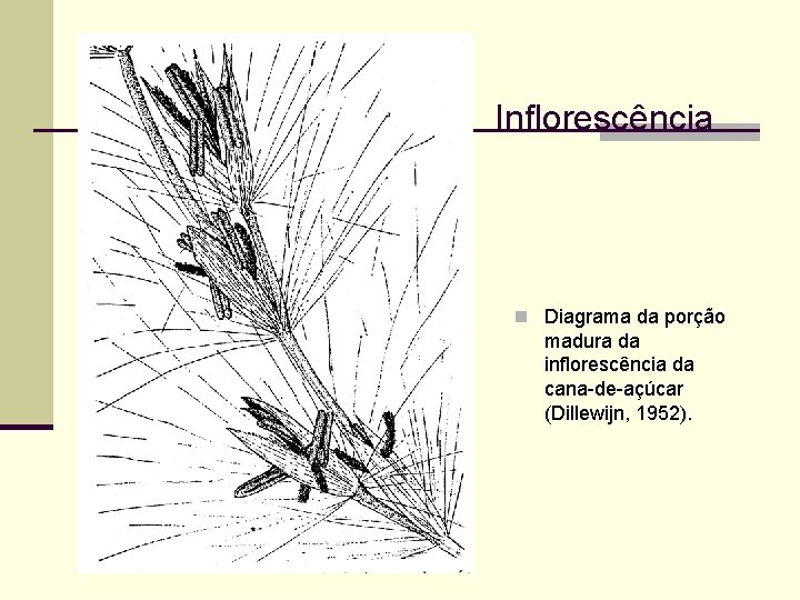 Inflorescência n Diagrama da porção madura da inflorescência da cana-de-açúcar (Dillewijn, 1952). 