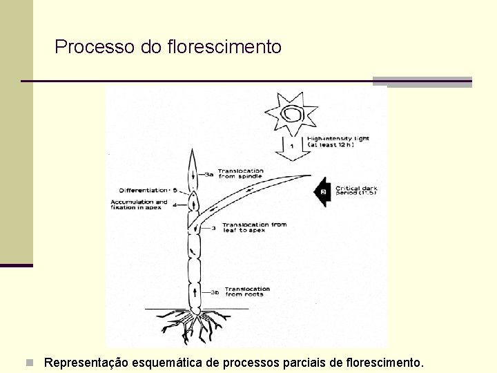 Processo do florescimento n Representação esquemática de processos parciais de florescimento. 