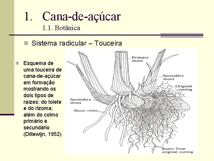 1. Cana-de-açúcar 1. 1. Botânica n Sistema radicular – Touceira n Esquema de uma