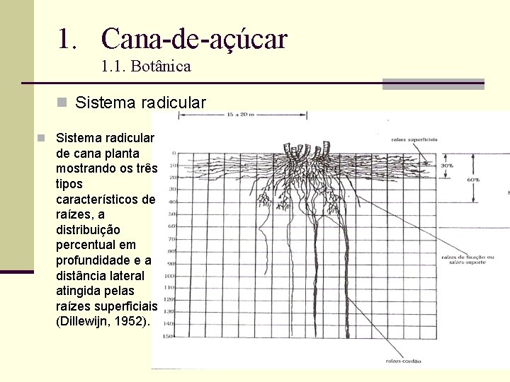 1. Cana-de-açúcar 1. 1. Botânica n Sistema radicular de cana planta mostrando os três