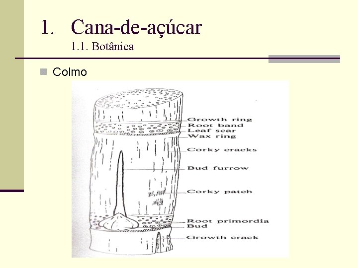 1. Cana-de-açúcar 1. 1. Botânica n Colmo 