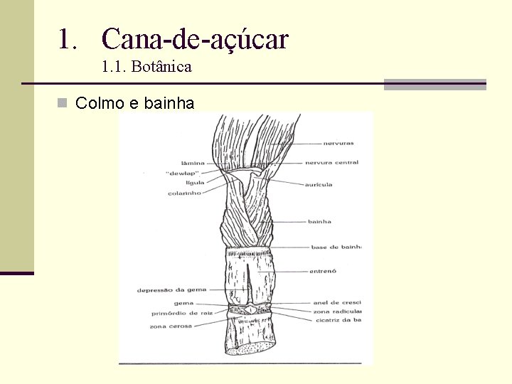 1. Cana-de-açúcar 1. 1. Botânica n Colmo e bainha 