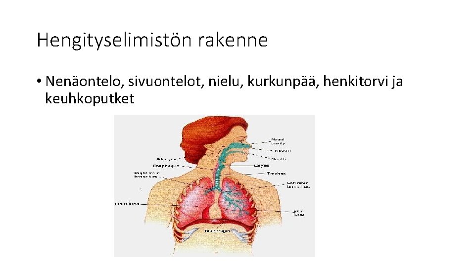 Hengityselimistön rakenne • Nenäontelo, sivuontelot, nielu, kurkunpää, henkitorvi ja keuhkoputket 