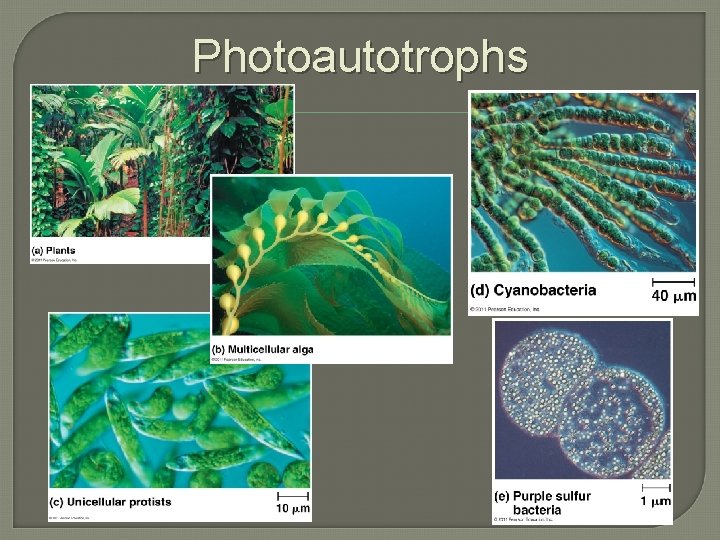 Chapter 8 Photosynthesis WarmUp 1 Compare and contrast