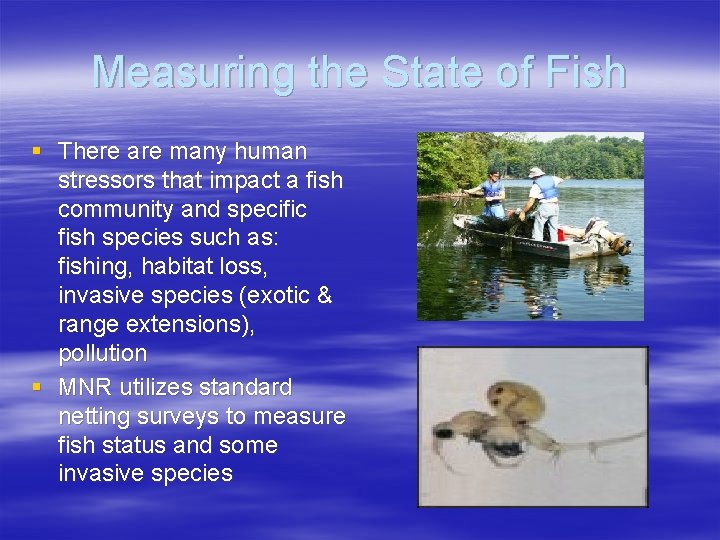 Measuring the State of Fish § There are many human stressors that impact a