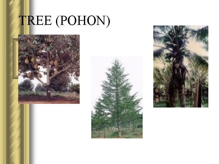 TREE (POHON) 