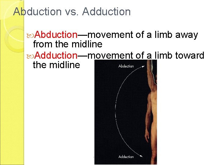 Abduction vs. Adduction Abduction—movement of a limb away from the midline Adduction—movement of a