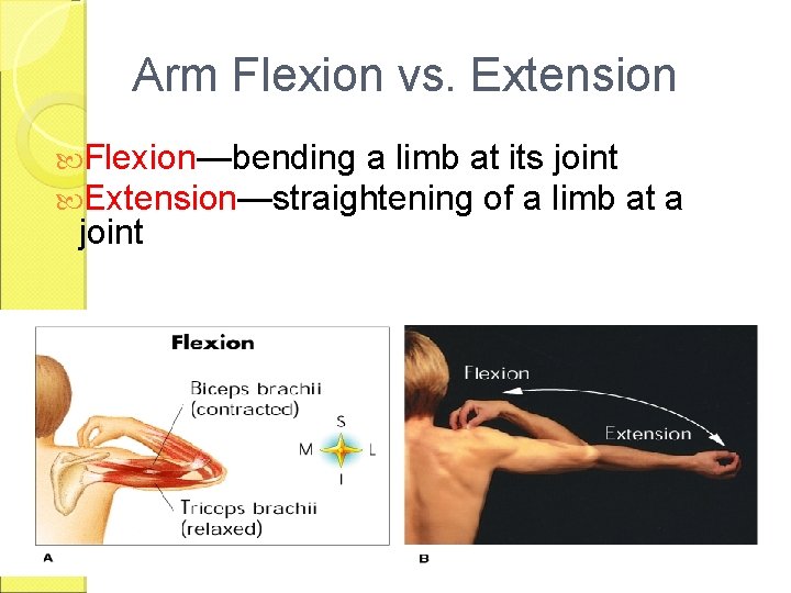 Arm Flexion vs. Extension Flexion—bending a limb at its joint Extension—straightening of a limb